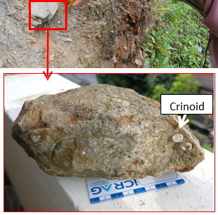 Batugamping Crinoide