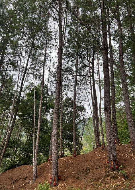 Hutan Yang Menjaga, Air Yang Menghidupi